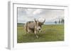 Yak on the shores of Hovsgol Lake, Hovsgol province, Mongolia, Central Asia, Asia-Francesco Vaninetti-Framed Photographic Print