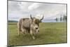 Yak on the shores of Hovsgol Lake, Hovsgol province, Mongolia, Central Asia, Asia-Francesco Vaninetti-Mounted Photographic Print