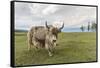 Yak on the shores of Hovsgol Lake, Hovsgol province, Mongolia, Central Asia, Asia-Francesco Vaninetti-Framed Stretched Canvas