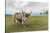 Yak on the shores of Hovsgol Lake, Hovsgol province, Mongolia, Central Asia, Asia-Francesco Vaninetti-Stretched Canvas