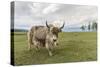 Yak on the shores of Hovsgol Lake, Hovsgol province, Mongolia, Central Asia, Asia-Francesco Vaninetti-Stretched Canvas