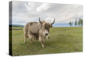 Yak on the shores of Hovsgol Lake, Hovsgol province, Mongolia, Central Asia, Asia-Francesco Vaninetti-Stretched Canvas