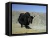 Yak, Tibet, Asia-Gavin Hellier-Framed Stretched Canvas