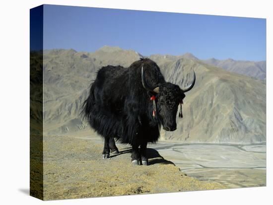 Yak, Tibet, Asia-Gavin Hellier-Stretched Canvas
