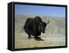 Yak, Tibet, Asia-Gavin Hellier-Framed Stretched Canvas