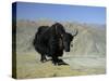 Yak, Tibet, Asia-Gavin Hellier-Stretched Canvas