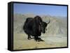 Yak, Tibet, Asia-Gavin Hellier-Framed Stretched Canvas