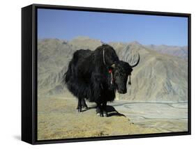 Yak, Tibet, Asia-Gavin Hellier-Framed Stretched Canvas