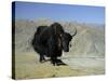 Yak, Tibet, Asia-Gavin Hellier-Stretched Canvas