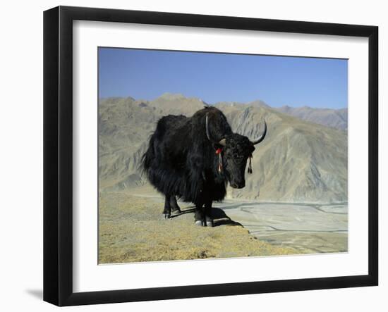 Yak, Tibet, Asia-Gavin Hellier-Framed Premium Photographic Print