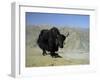 Yak, Tibet, Asia-Gavin Hellier-Framed Premium Photographic Print
