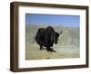 Yak, Tibet, Asia-Gavin Hellier-Framed Photographic Print