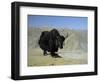 Yak, Tibet, Asia-Gavin Hellier-Framed Photographic Print