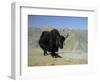 Yak, Tibet, Asia-Gavin Hellier-Framed Photographic Print