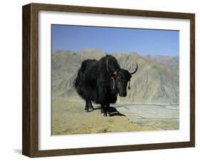 Yak, Tibet, Asia-Gavin Hellier-Framed Photographic Print