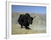 Yak, Tibet, Asia-Gavin Hellier-Framed Photographic Print