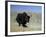 Yak, Tibet, Asia-Gavin Hellier-Framed Photographic Print