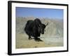 Yak, Tibet, Asia-Gavin Hellier-Framed Photographic Print