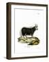 Yak-null-Framed Giclee Print