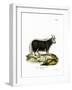 Yak-null-Framed Giclee Print