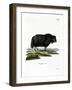 Yak-null-Framed Giclee Print