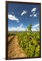 Yakima Valley Vineyard in Eastern Yakima Valley, Washington, USA-Richard Duval-Framed Photographic Print