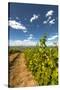 Yakima Valley Vineyard in Eastern Yakima Valley, Washington, USA-Richard Duval-Stretched Canvas
