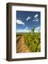 Yakima Valley Vineyard in Eastern Yakima Valley, Washington, USA-Richard Duval-Framed Photographic Print