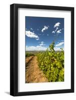 Yakima Valley Vineyard in Eastern Yakima Valley, Washington, USA-Richard Duval-Framed Photographic Print