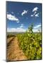 Yakima Valley Vineyard in Eastern Yakima Valley, Washington, USA-Richard Duval-Mounted Photographic Print