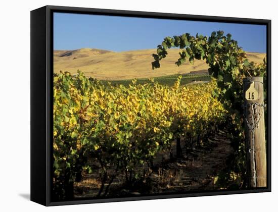 Yakima Valley Vineyards, Washington, USA-Jamie & Judy Wild-Framed Stretched Canvas