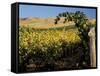 Yakima Valley Vineyards, Washington, USA-Jamie & Judy Wild-Framed Stretched Canvas