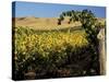 Yakima Valley Vineyards, Washington, USA-Jamie & Judy Wild-Stretched Canvas