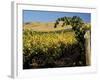 Yakima Valley Vineyards, Washington, USA-Jamie & Judy Wild-Framed Photographic Print