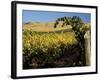 Yakima Valley Vineyards, Washington, USA-Jamie & Judy Wild-Framed Photographic Print