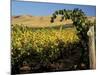 Yakima Valley Vineyards, Washington, USA-Jamie & Judy Wild-Mounted Photographic Print