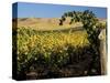 Yakima Valley Vineyards, Washington, USA-Jamie & Judy Wild-Stretched Canvas