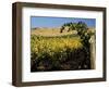 Yakima Valley Vineyards, Washington, USA-Jamie & Judy Wild-Framed Photographic Print