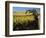 Yakima Valley Vineyards, Washington, USA-Jamie & Judy Wild-Framed Photographic Print