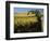 Yakima Valley Vineyards, Washington, USA-Jamie & Judy Wild-Framed Photographic Print