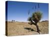 Yakka Plant, Flinders Range, South Australia, Australia-Neale Clarke-Stretched Canvas