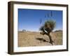 Yakka Plant, Flinders Range, South Australia, Australia-Neale Clarke-Framed Photographic Print