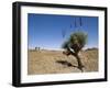 Yakka Plant, Flinders Range, South Australia, Australia-Neale Clarke-Framed Photographic Print