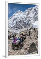Yaks and herders on a trail to Everest Base Camp.-Lee Klopfer-Framed Premium Photographic Print