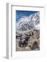 Yaks and herders on a trail to Everest Base Camp.-Lee Klopfer-Framed Photographic Print