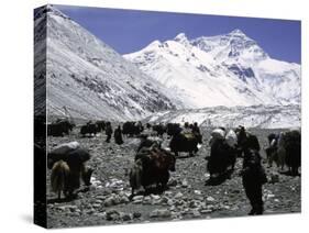 Yaks and Sherpas at the Foot of Himalayan Mountain Range-Michael Brown-Stretched Canvas