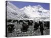 Yaks and Sherpas at the Foot of Himalayan Mountain Range-Michael Brown-Stretched Canvas