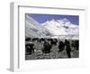 Yaks and Sherpas at the Foot of Himalayan Mountain Range-Michael Brown-Framed Photographic Print