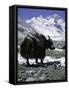 Yaks at Everest Base Camp, Tibet-Michael Brown-Framed Stretched Canvas