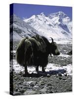 Yaks at Everest Base Camp, Tibet-Michael Brown-Stretched Canvas